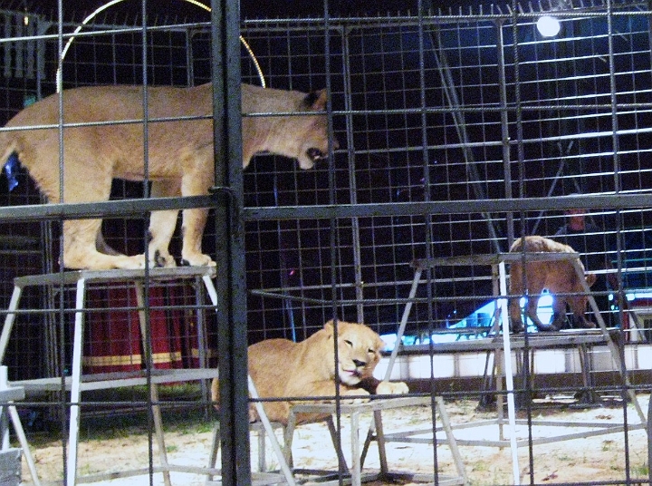 IMG_1310.JPG - Lion Act