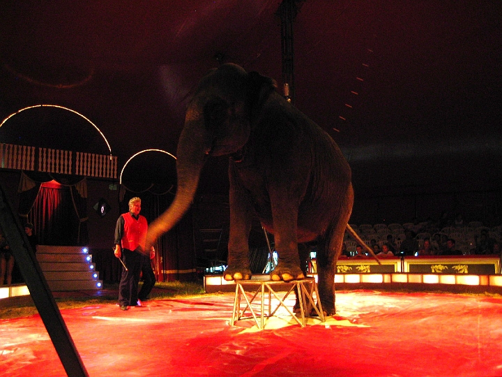 IMG_1333.JPG - Alex sr. and Kitty the elephant
