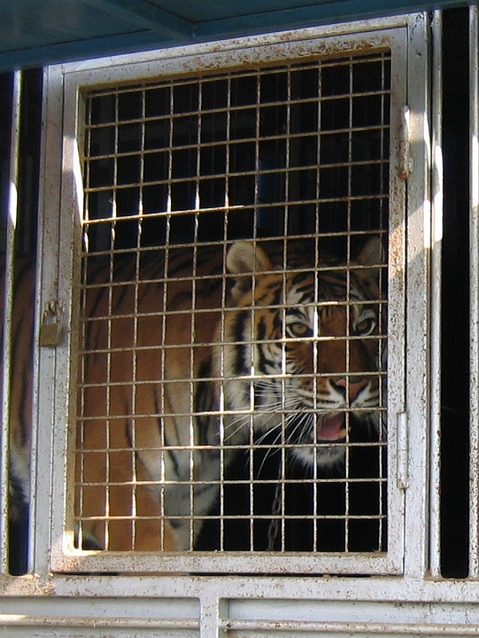 cirkus_alex_20080318_035.jpg