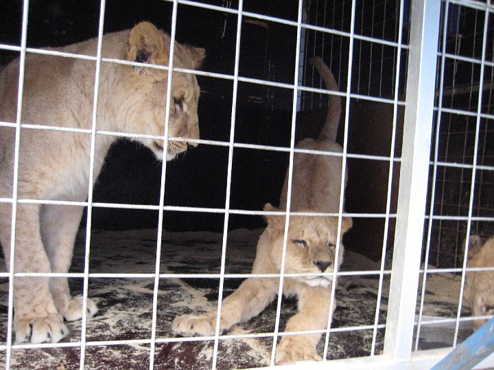 cirkus_alex_20080328_145.JPG