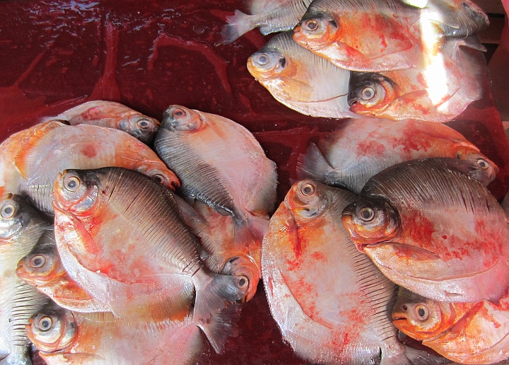 peru_0366.JPG - Piranha