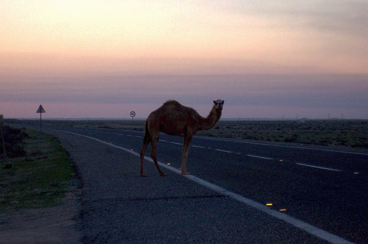 kuwait_001.jpg - Camel in the Road