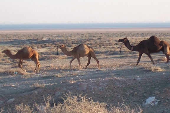 kuwait_002.jpg