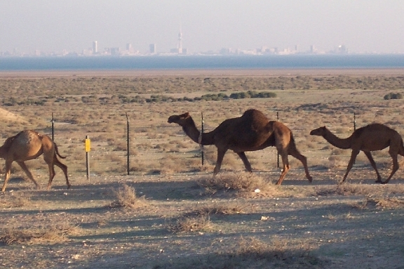 kuwait_003.jpg - Camels and Kuwait Skyline