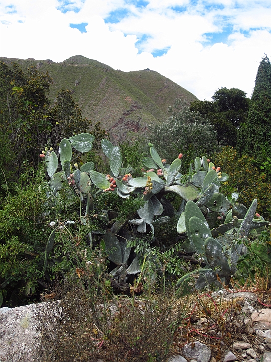 peru_0947.JPG - Urubamba