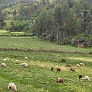 peru_0867