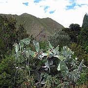 peru_0947