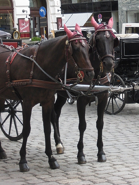 IMG_1176.JPG - Vienna