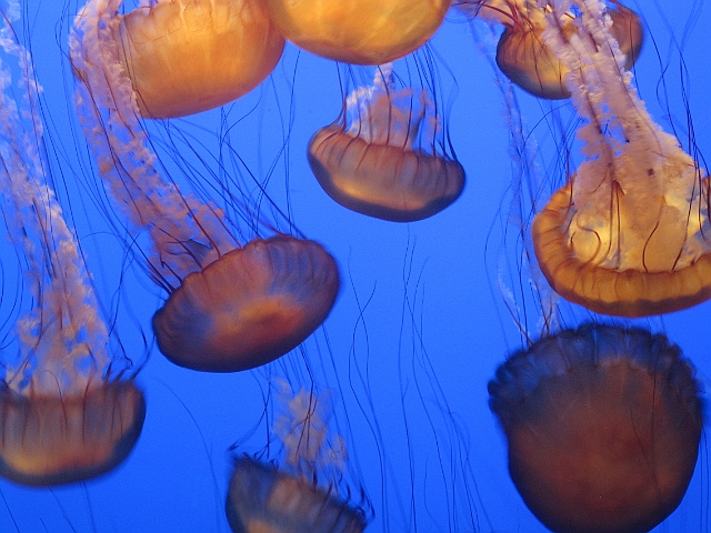 monterey_041.JPG