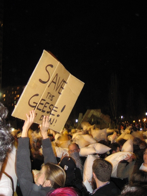 pillow_fight_349.JPG